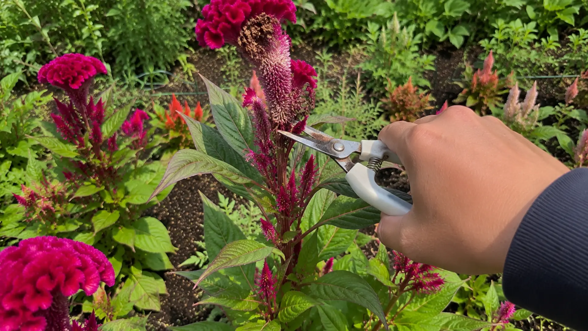 hand using pruning shears to snip faded celosia flower head close up