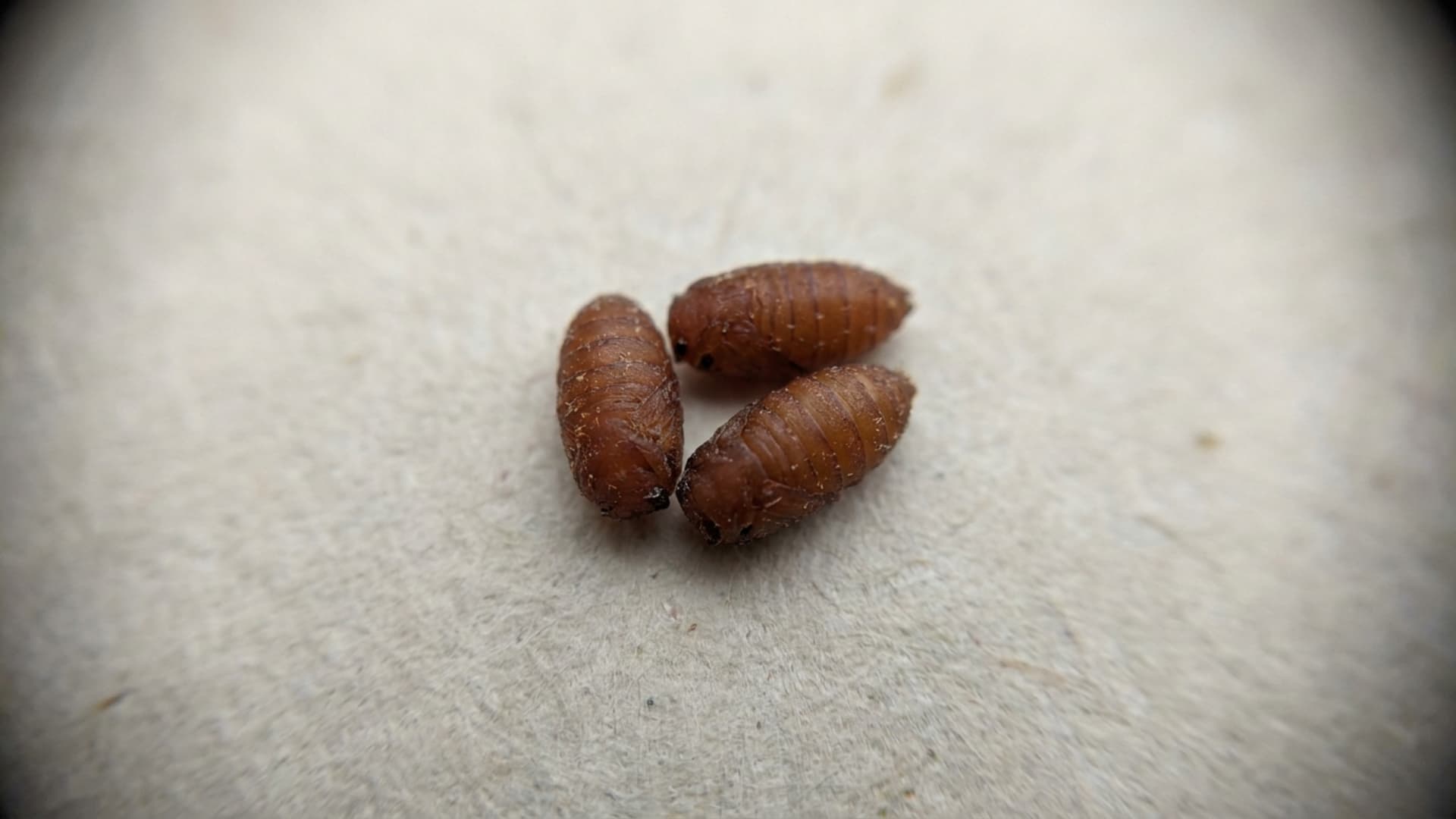 close up shot of hard oval brown fruit fly pupal casings resting on a plain surface