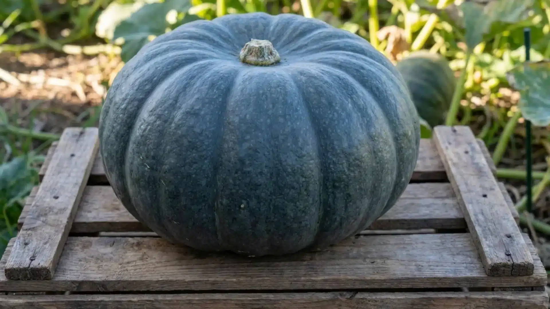 queensland blue squash blue grey skin with orange flesh