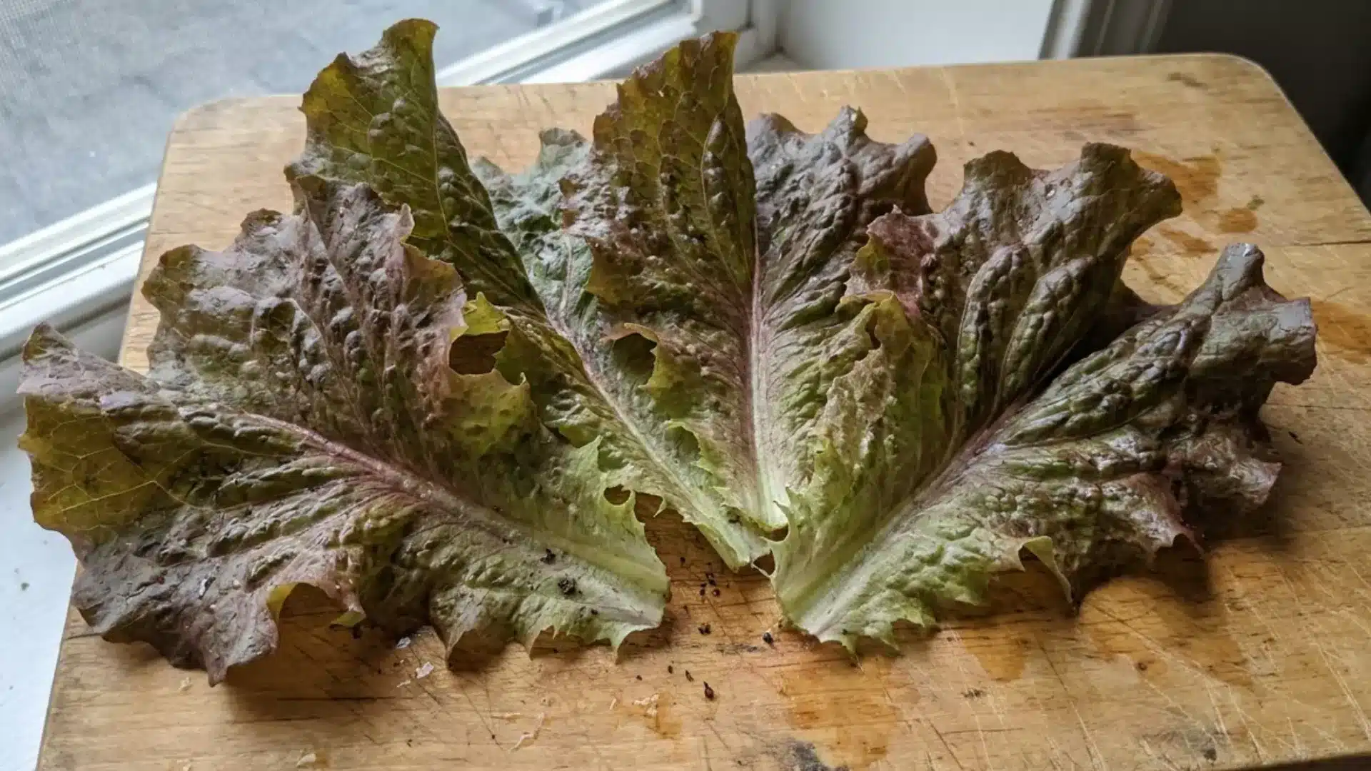 red leaf lettuce leaves spread across a wooden cutting board, showing their deep color and ruffled texture