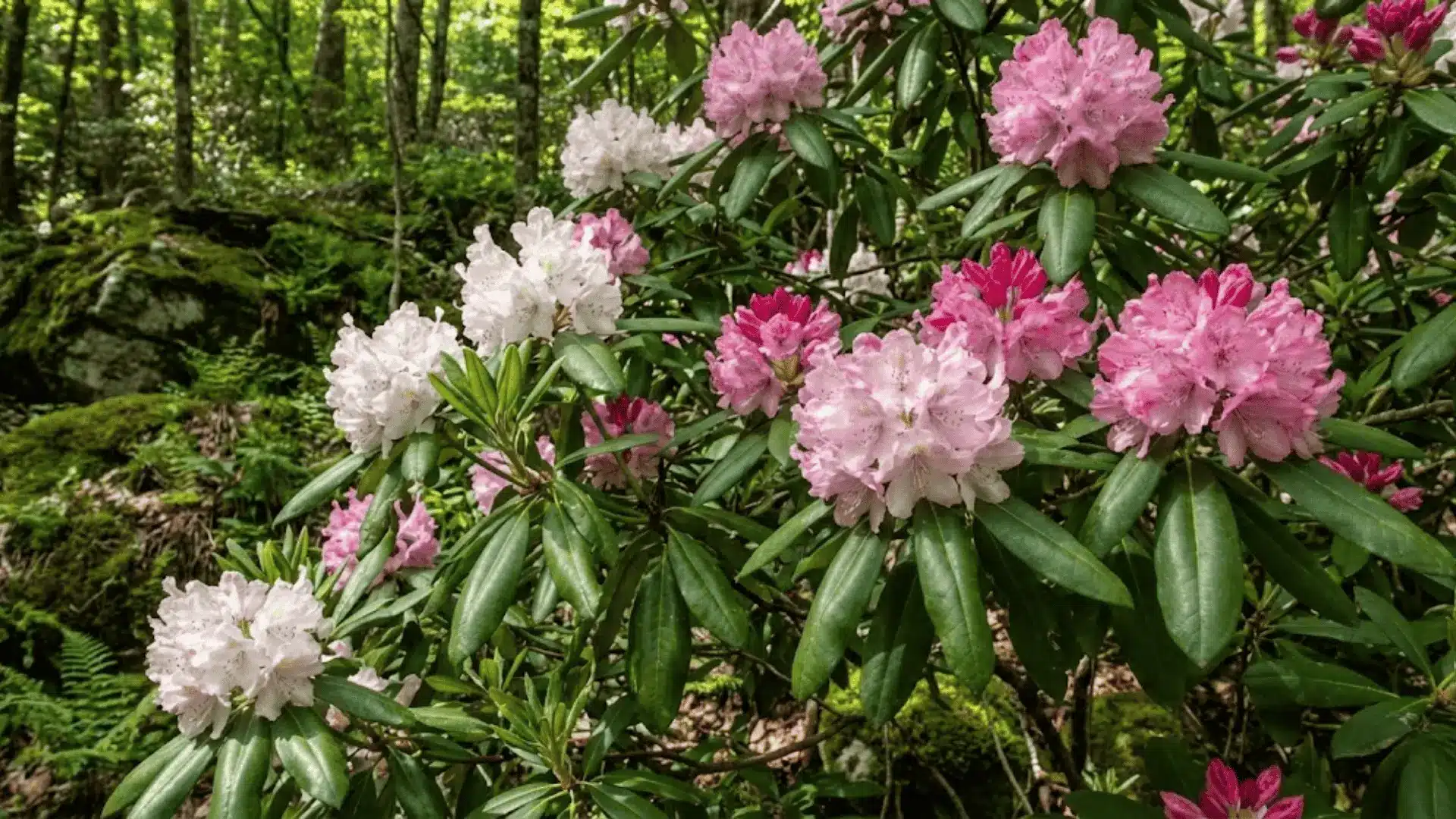 rhododendron shrub with clusters of white, pink, and magenta blooms