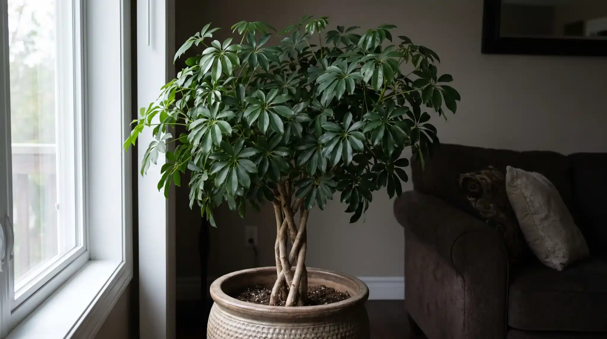 large schefflera with glossy umbrella-shaped leaves in a ceramic pot beside a living room window