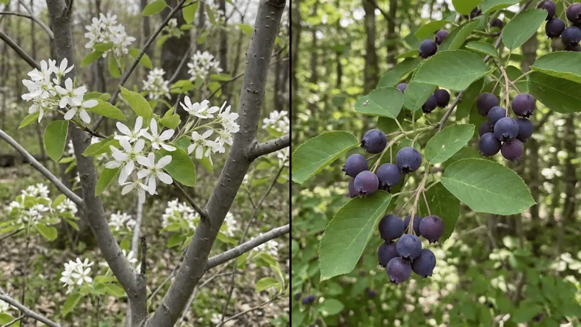 serviceberry shrub with white spring flowers and clusters of dark purple berries