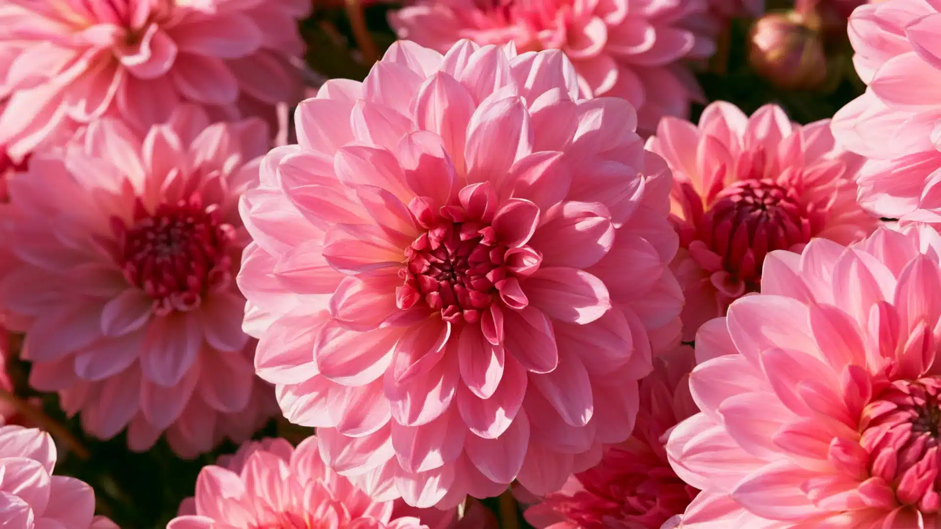 close up of pink dahlia blooms with layered petals in full sunlight