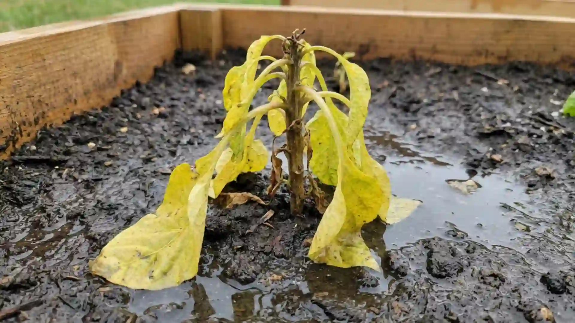 yellowing, stunted vegetable plant in waterlogged soil signaling wrong soil type