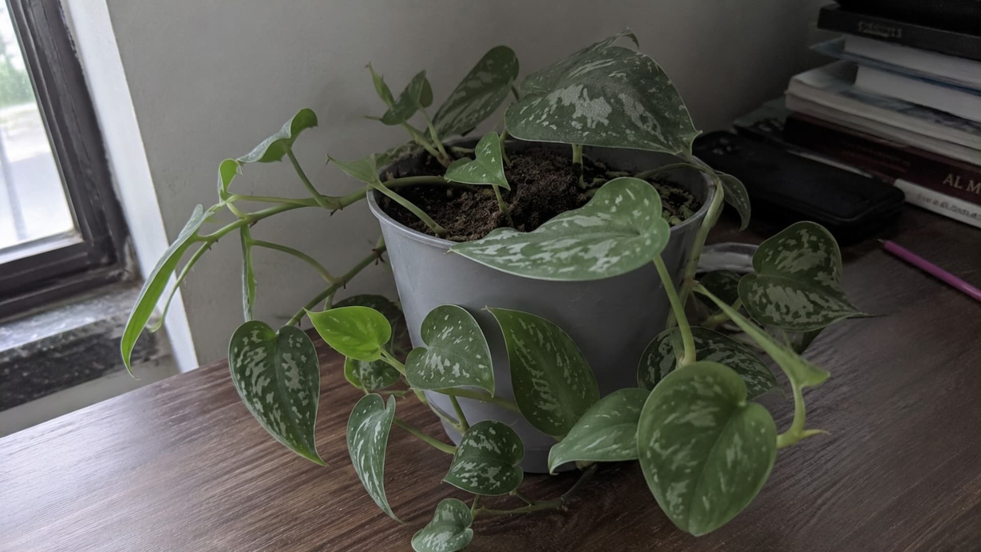 silver satin pothos with silvery speckled leaves trailing from a grey pot