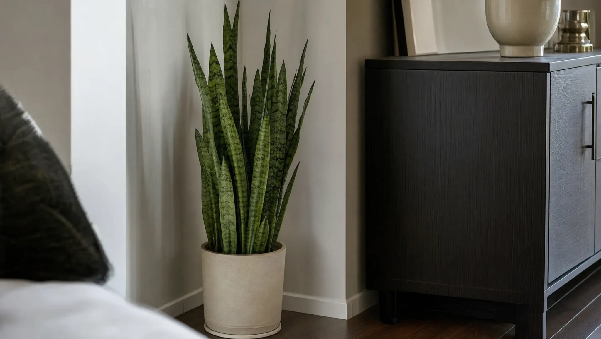 tall snake plant with upright green leaves in a beige pot beside a dark living room cabinet