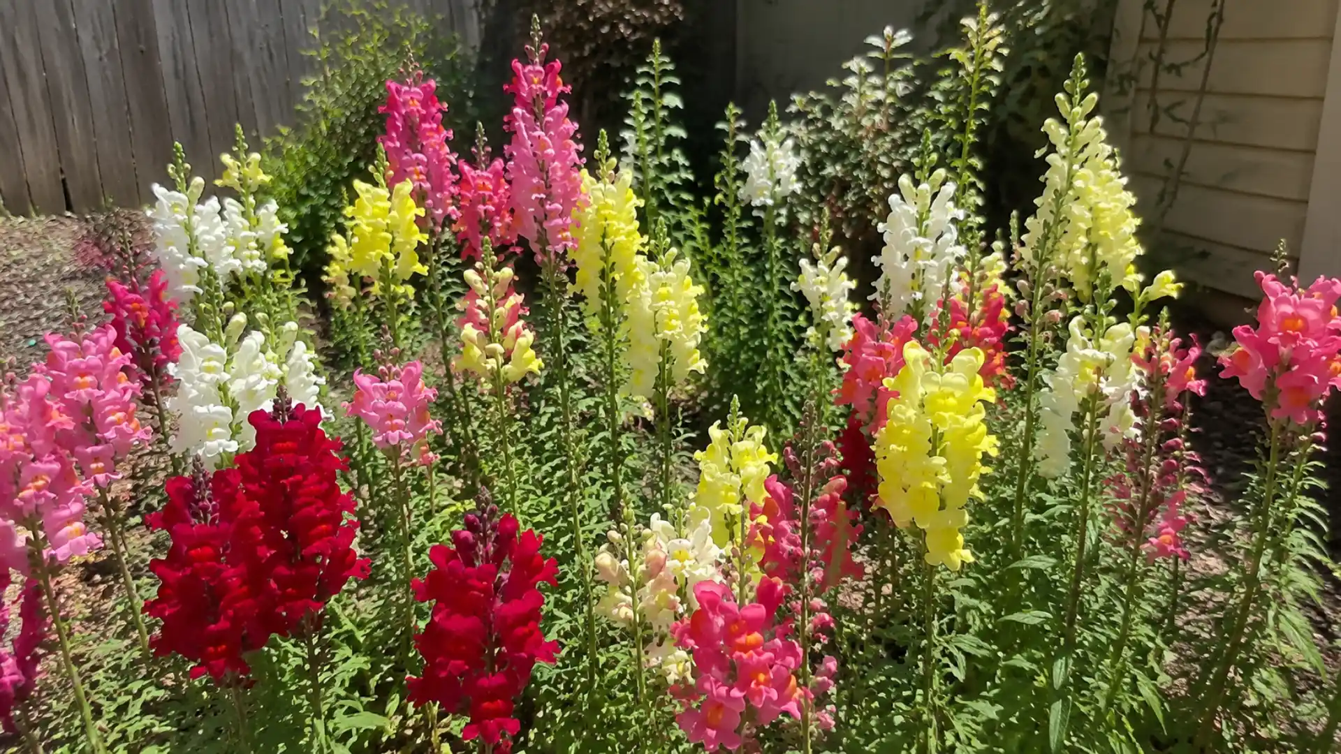 cluster of colorful snapdragon flowers blooming in a backyard garden bed under natural daylight captured on a phone camera