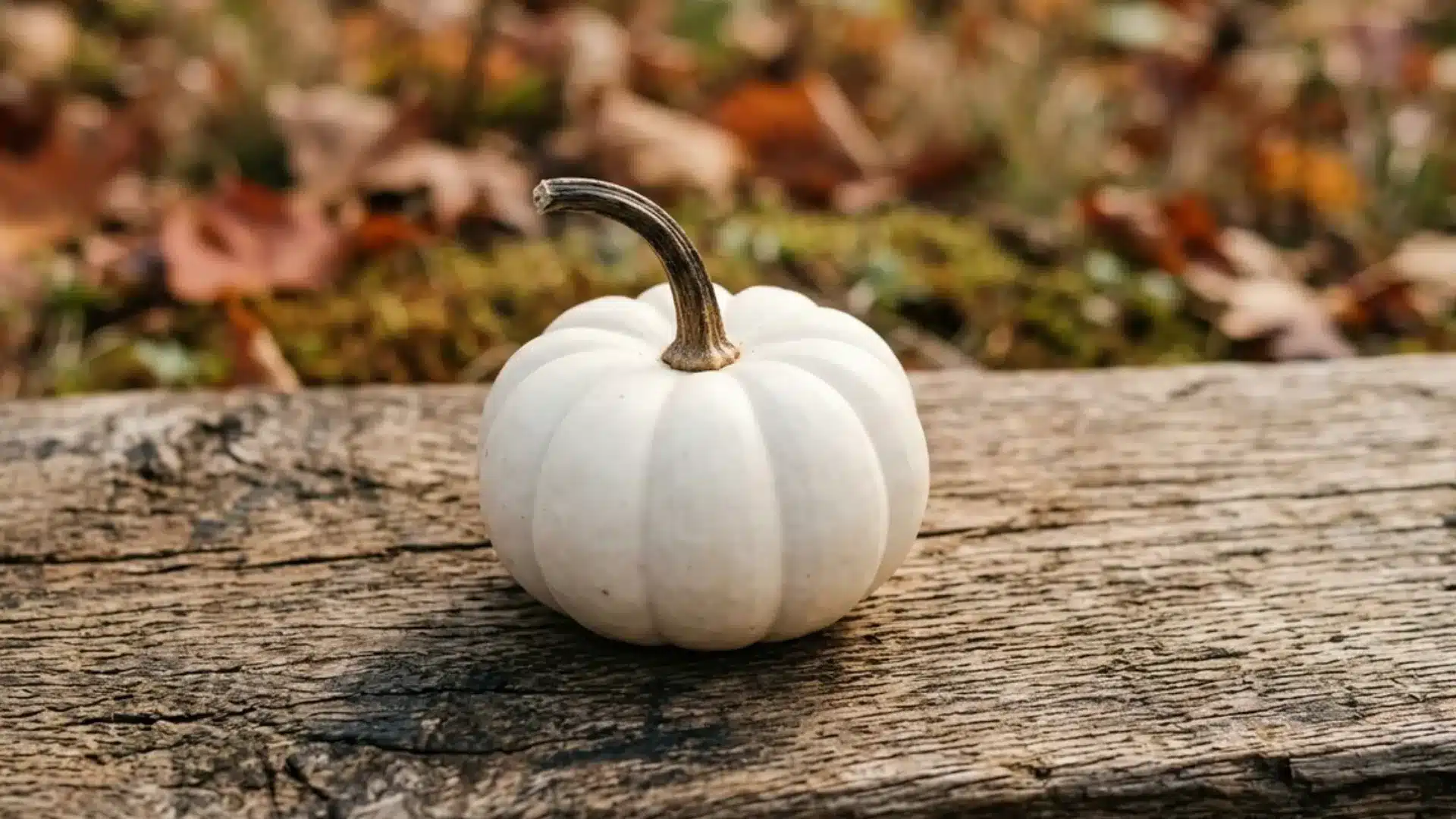 small pure white snowball mini pumpkin closeup