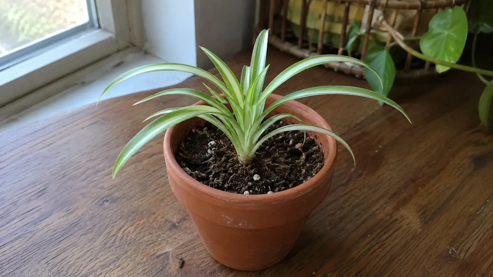 small spider plant cutting freshly potted in a terracotta pot near a window