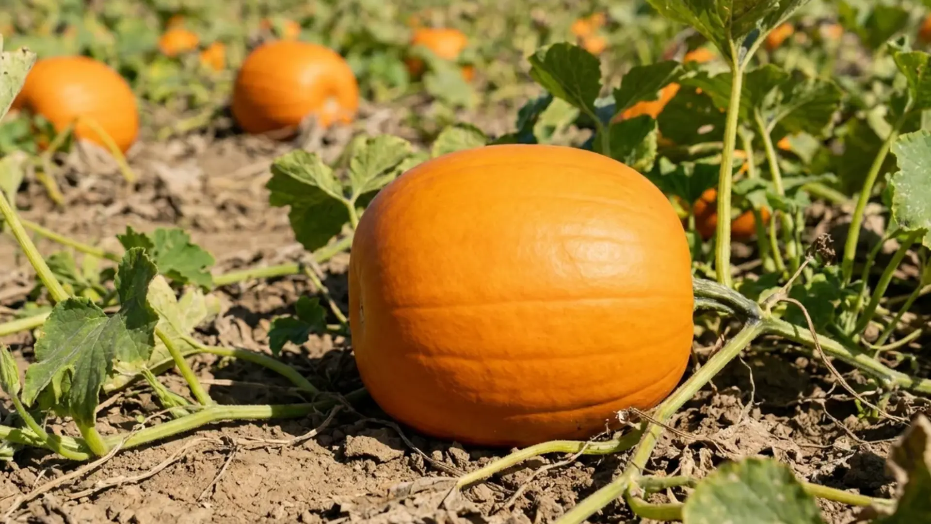 spartan pumpkin round and smooth with even orange color