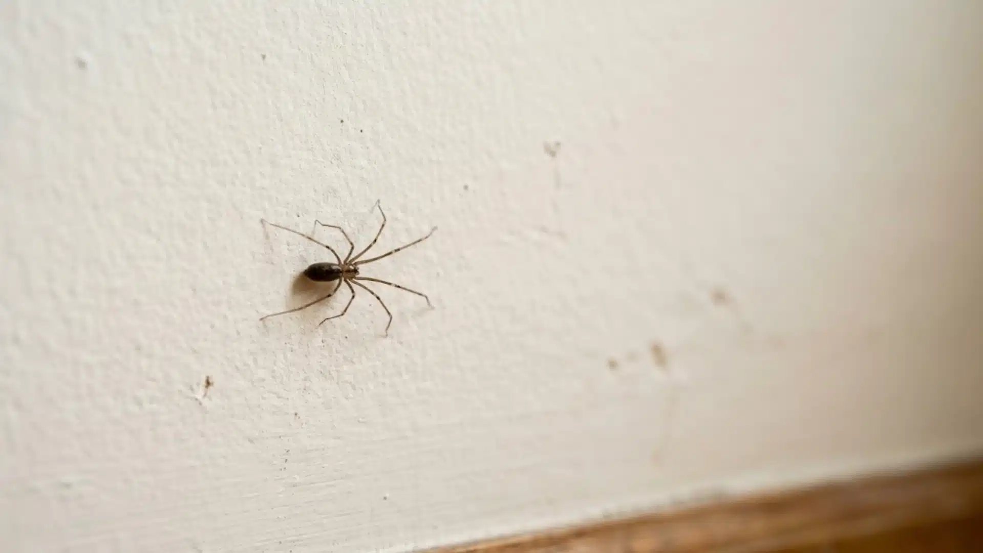 spider crawling on a white wall showing common indoor spider activity needing pest control