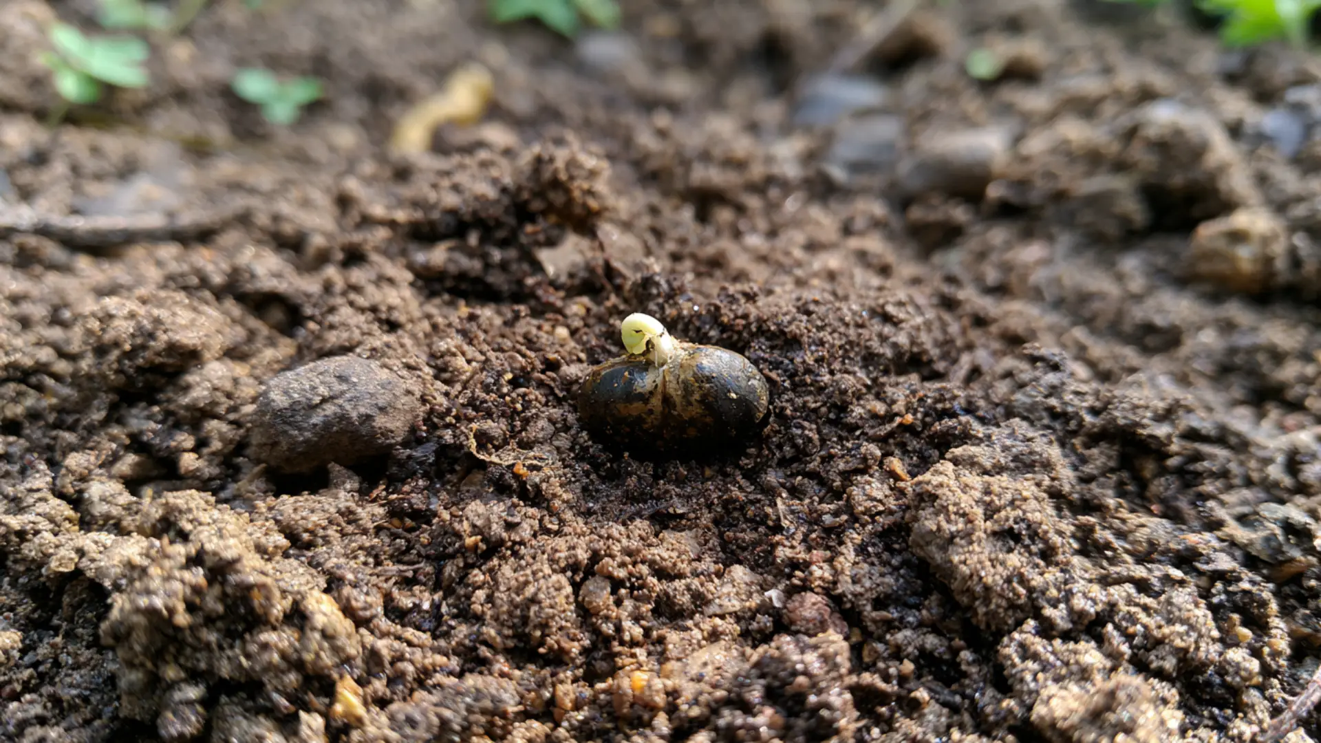 watermelon seed germinating in soil with small white sprout emerging