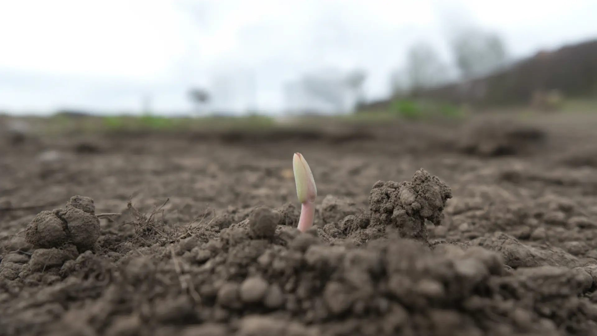 tiny pale zinnia sprout emerging from damp garden soil in early morning daylight