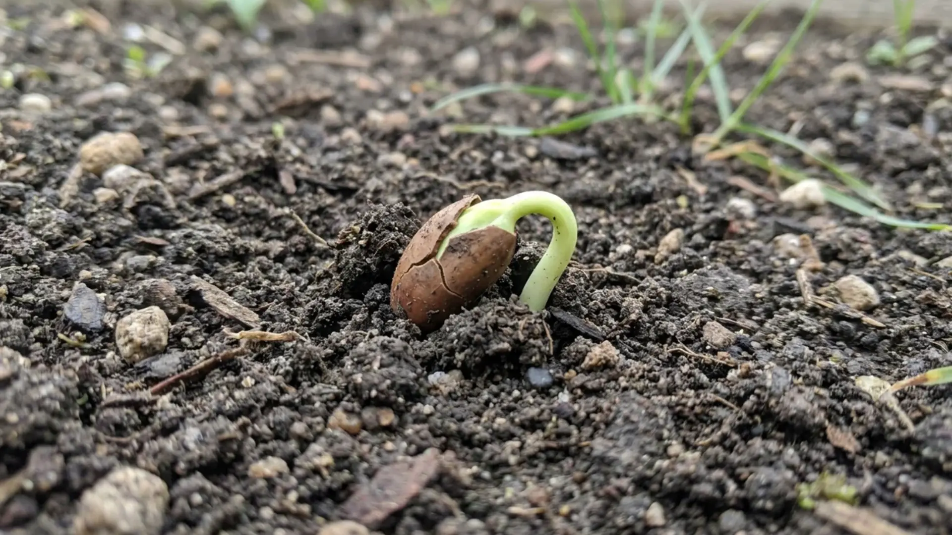 pale bean shoot breaking through soil during germination stage