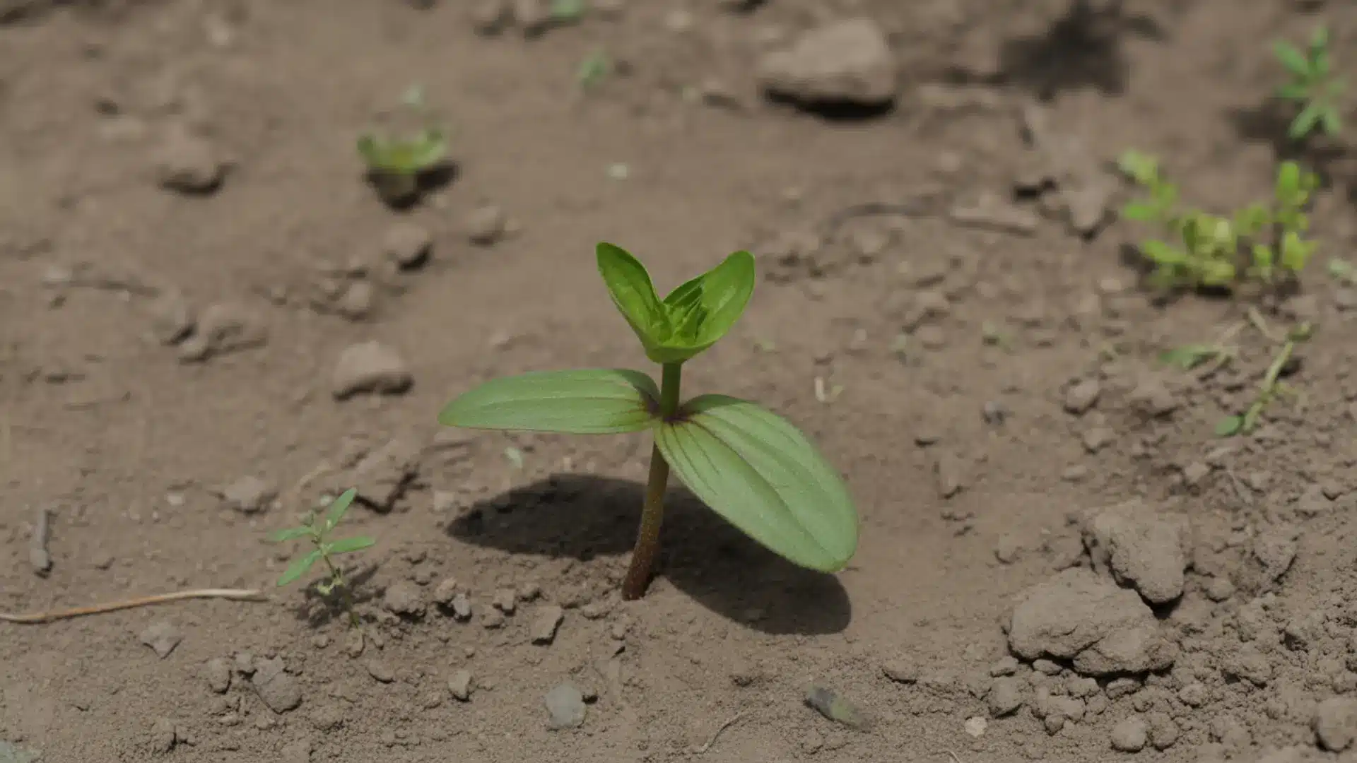 small zinnia seedling with cotyledon leaves growing in natural backyard garden soil
