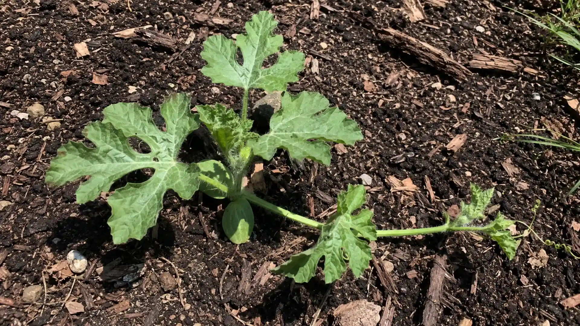young watermelon plant with jagged leaves and spreading vine growing in a backyard garden bed with soil and mulch