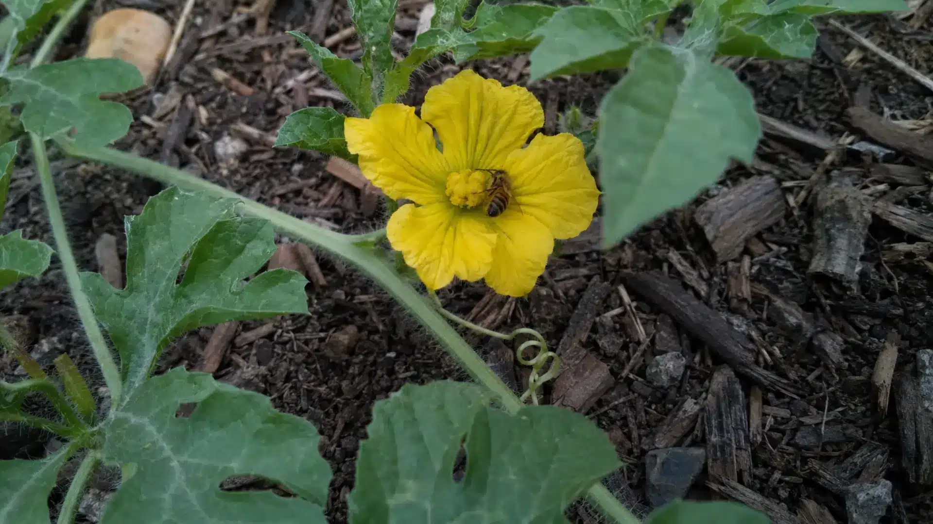 small bee gathering pollen from a yellow watermelon flower growing on a vine in a backyard garden