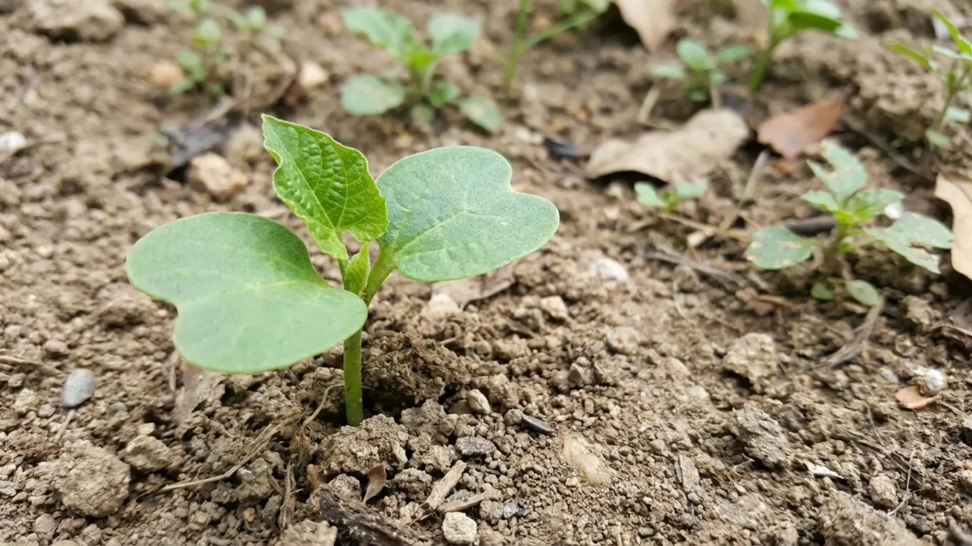 young bean seedling with cotyledon leaves and first true leaf