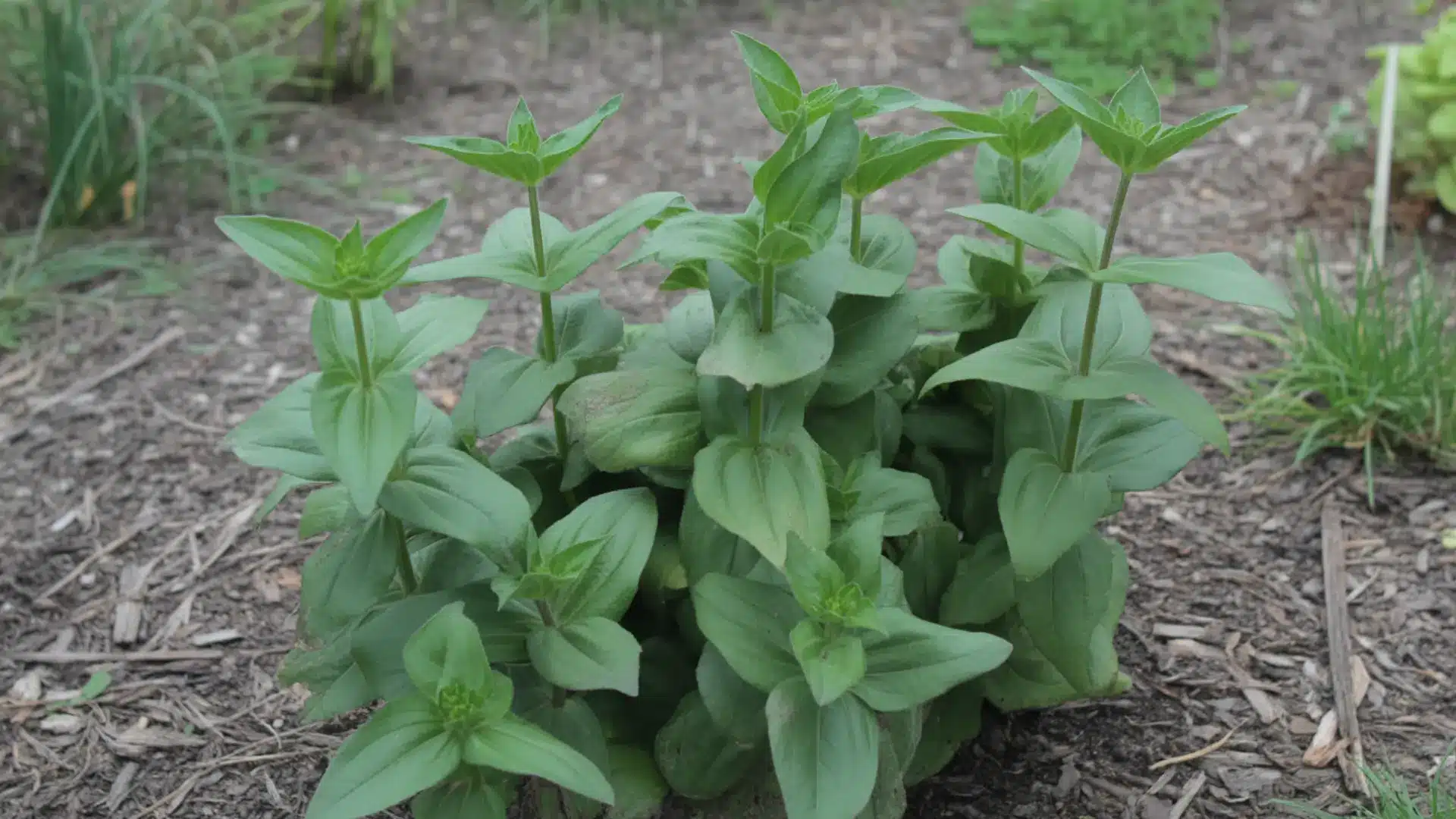 young bushy zinnia plant with multiple leaf sets growing in a crowded garden bed