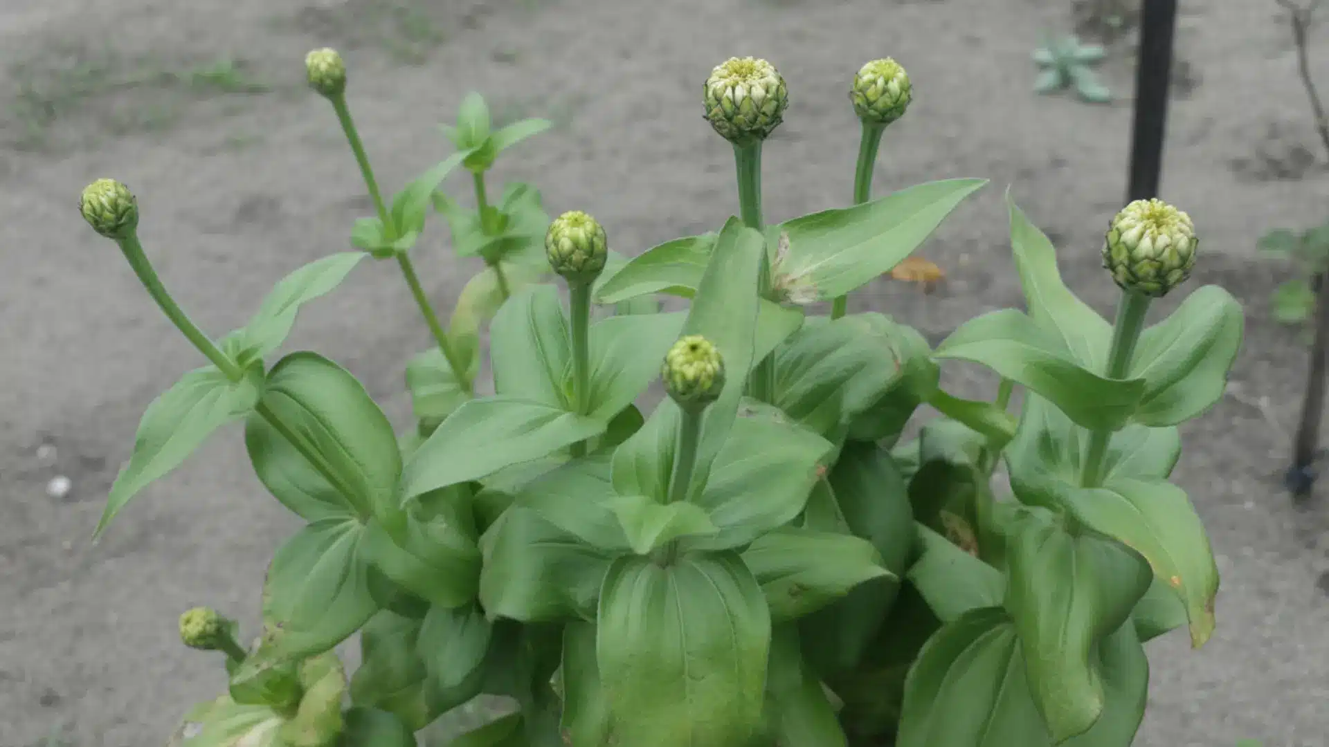 tight green zinnia buds forming at stem tips in a slightly cluttered garden bed