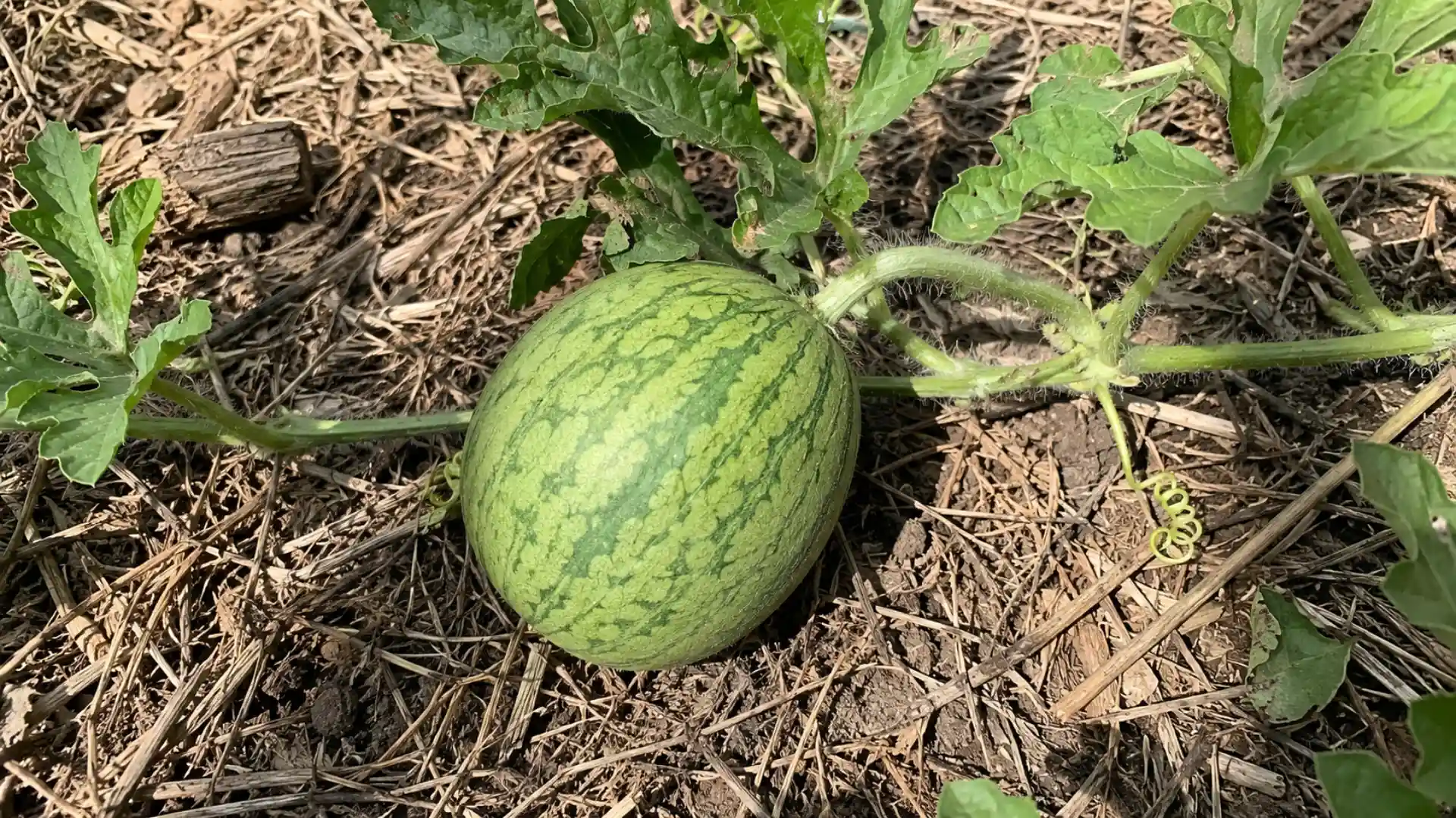 young green watermelon growing on a vine over dry straw mulch and soil in a sunny garden