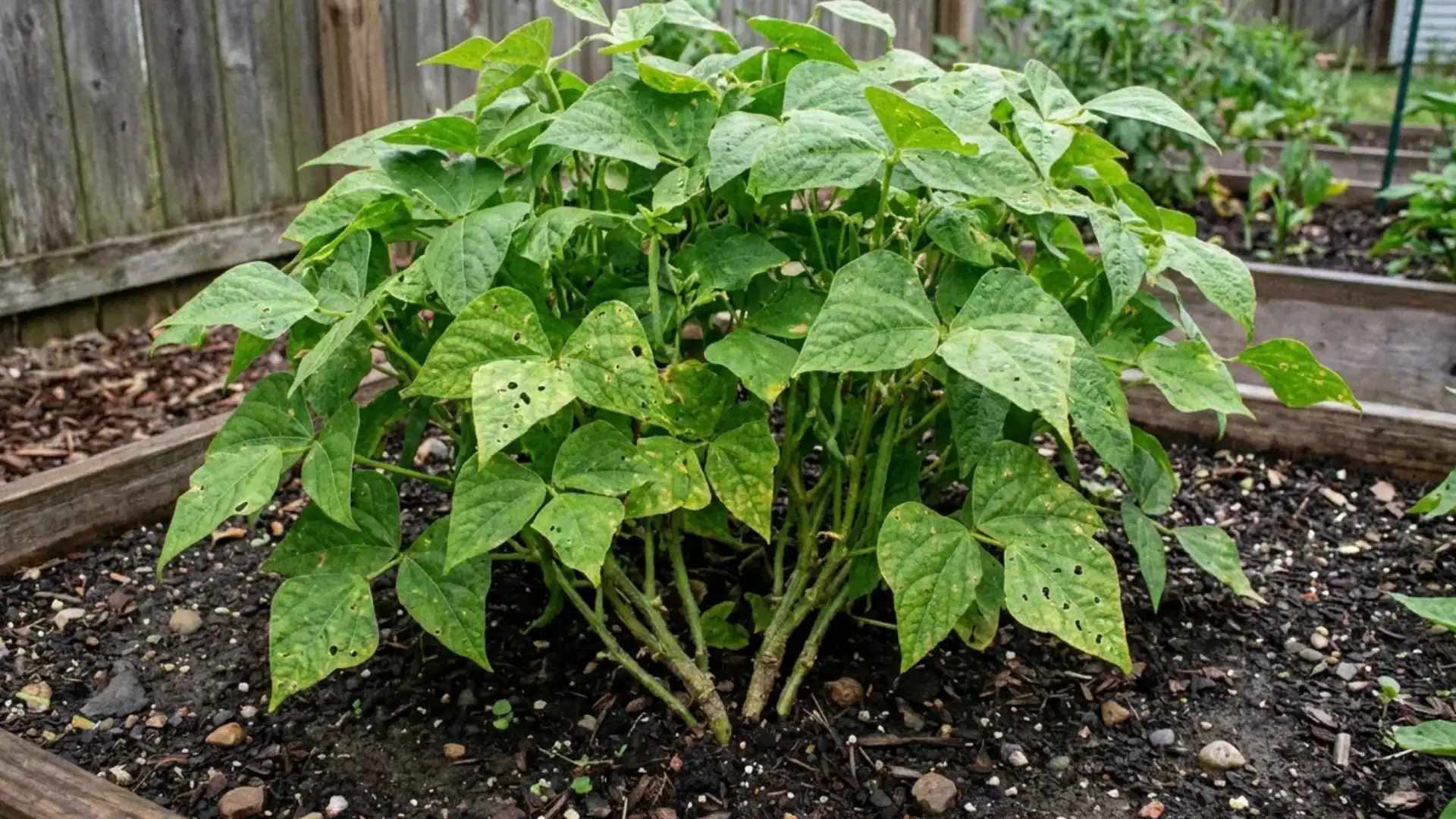 green bean plant with trifoliate leaves during vegetative growth stage