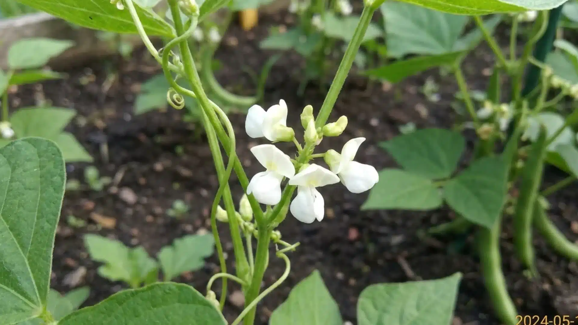 white bean flowers blooming along green stem in garden