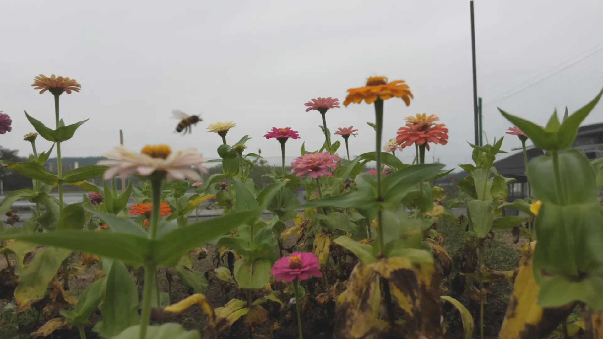 cluster of mixed color zinnia blooms photographed in a backyard garden setting