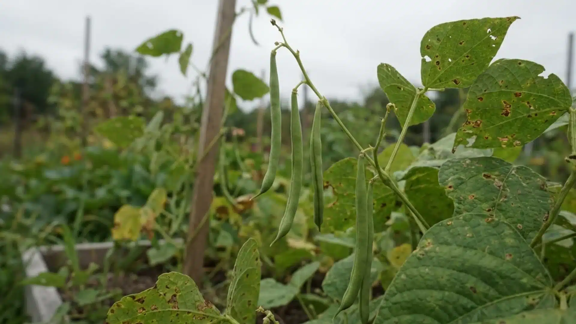 young green bean pods forming after flowers drop off