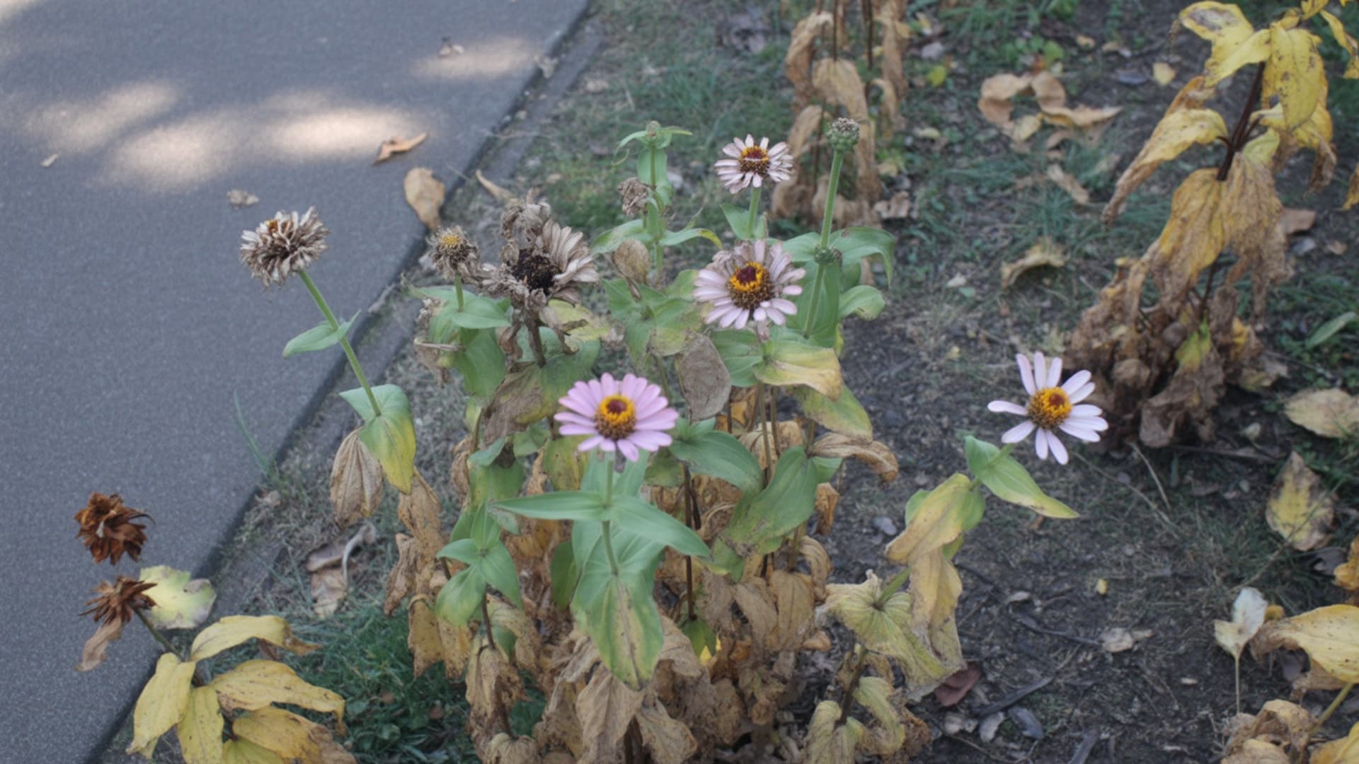 dried brown zinnia seed head attached to a bent stem with yellowing leaves nearby