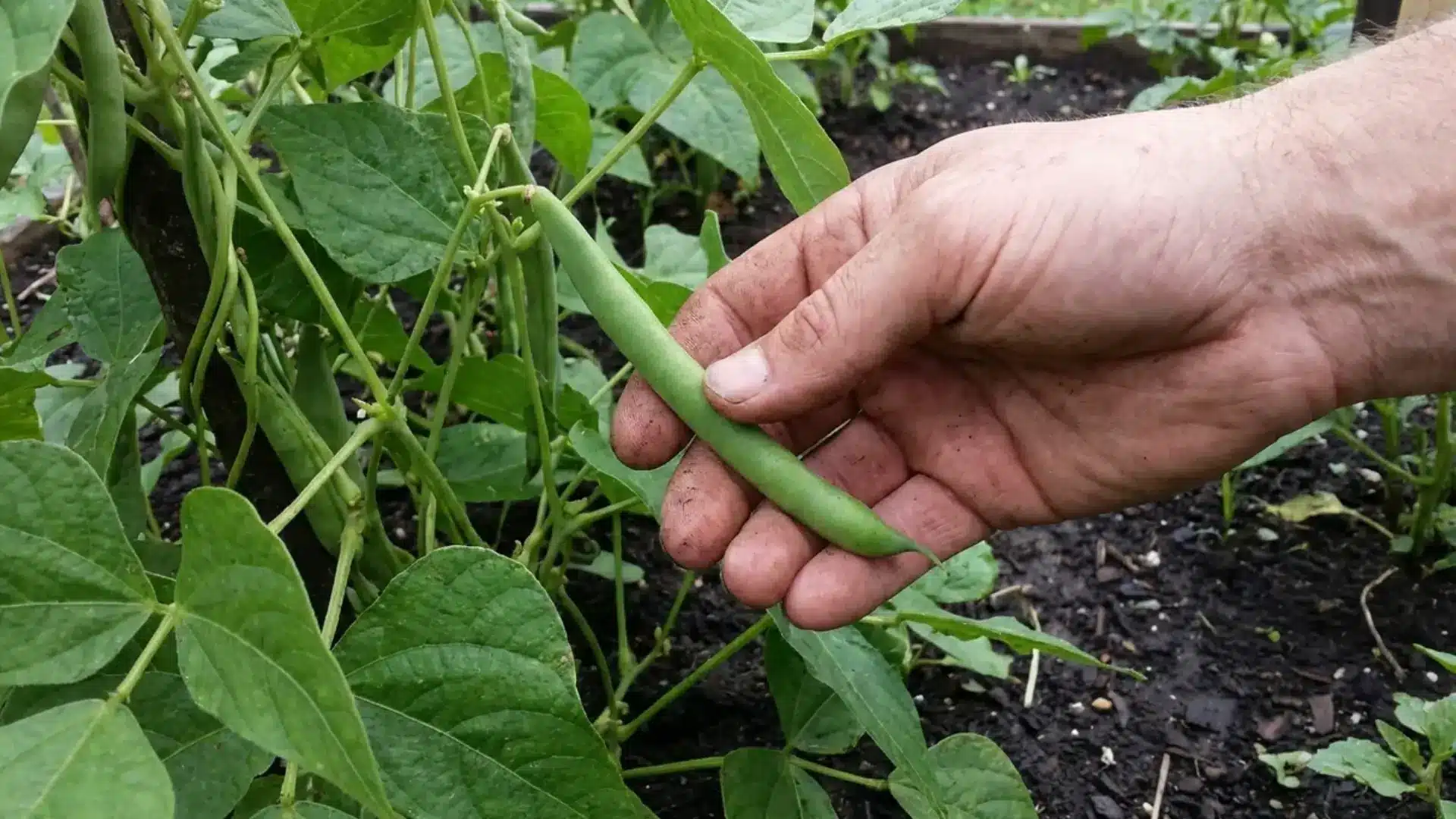 hand picking ripe green bean pod ready for harvest