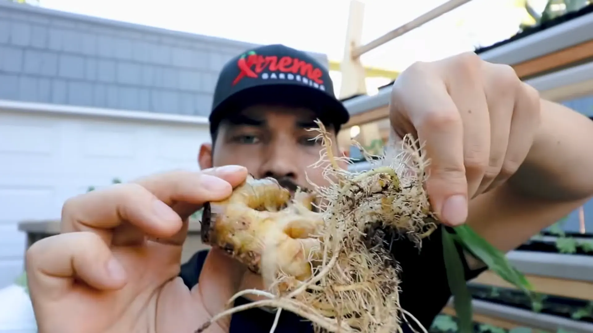 a person plants a rooted ginger section with visible white roots into garden soil