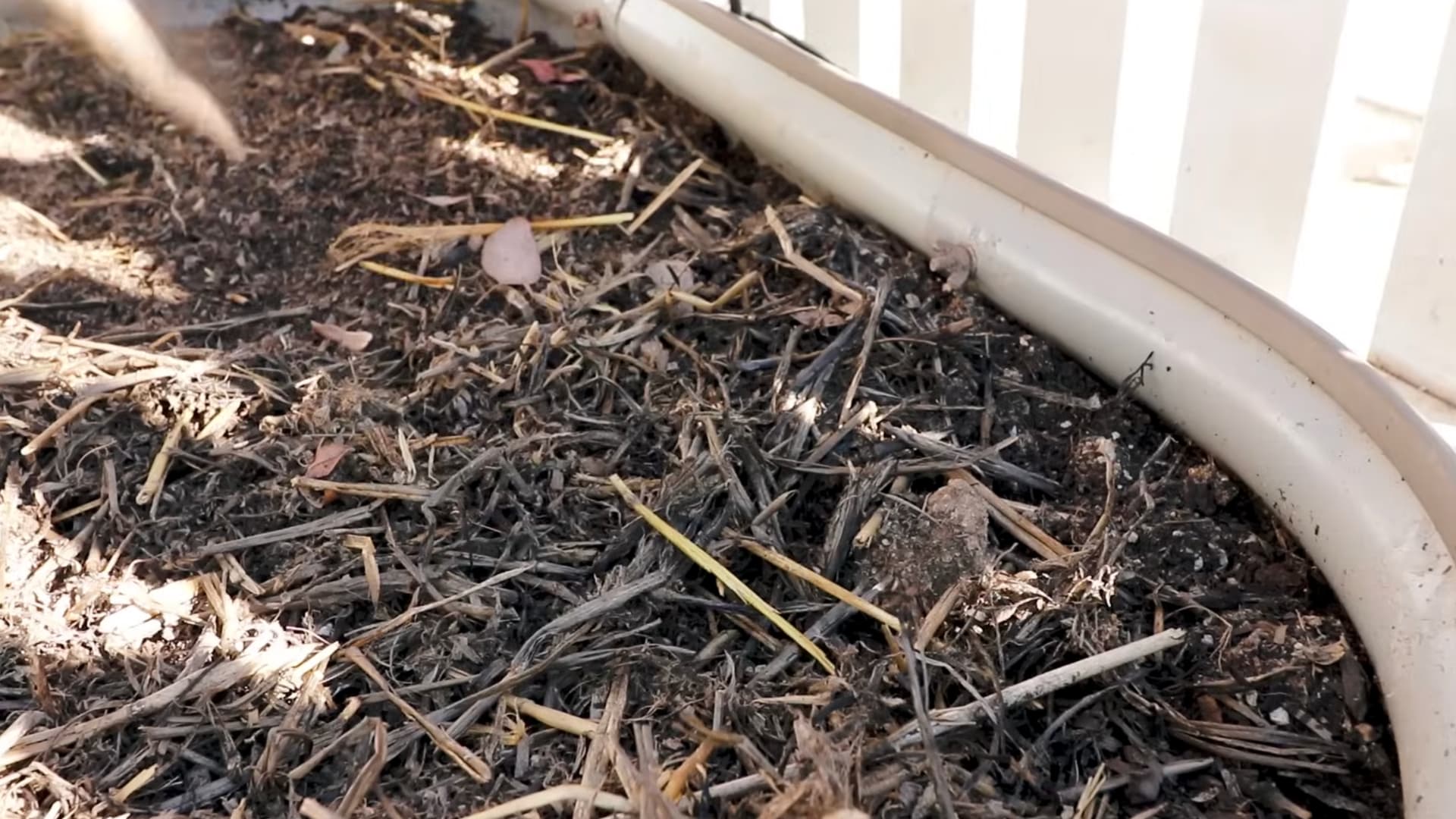mulched garden bed soil showing a well-draining spot chosen for planting fresh ginger