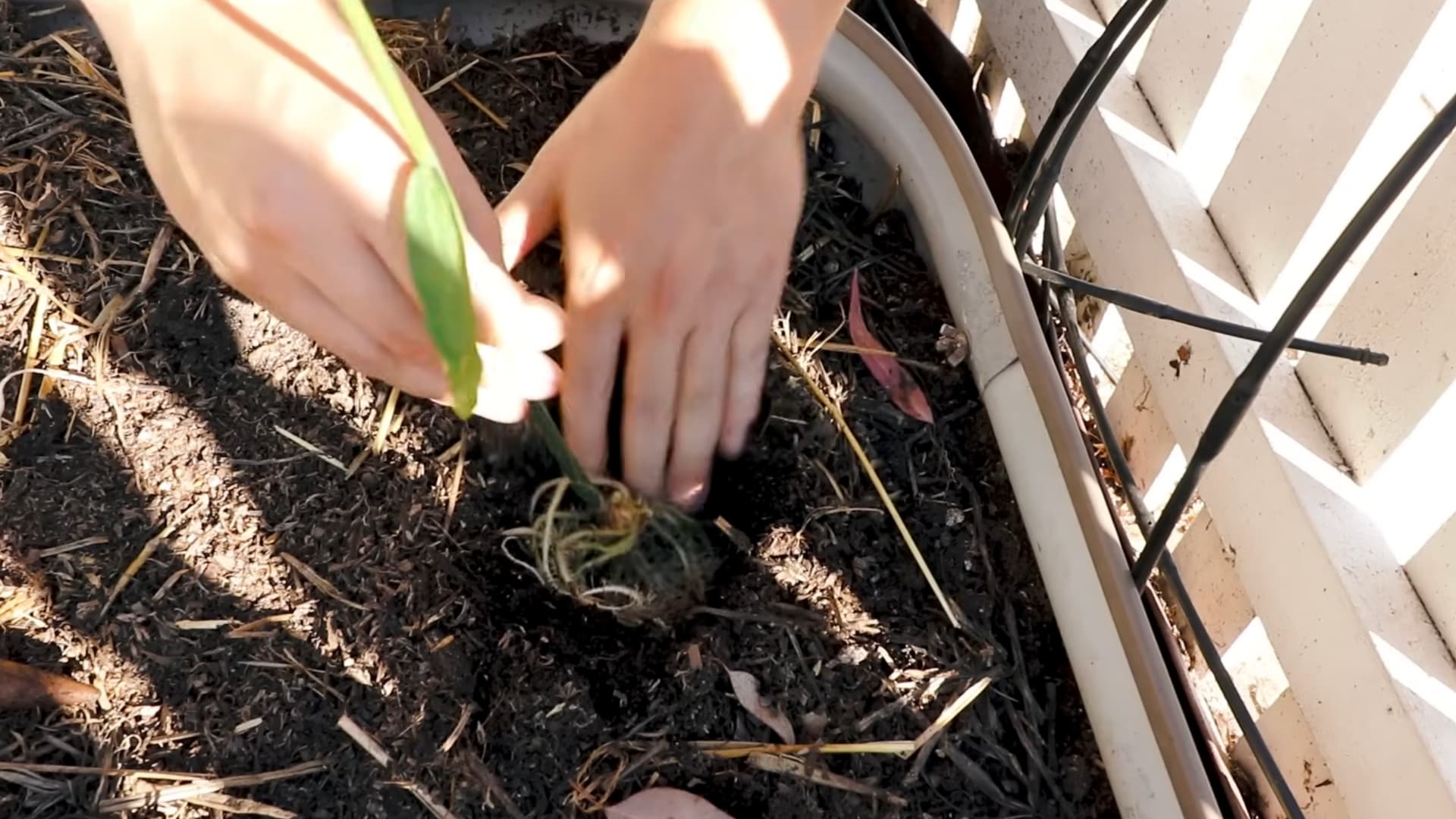 a person holds a mature ginger rhizome with thick tangled roots after digging it up
