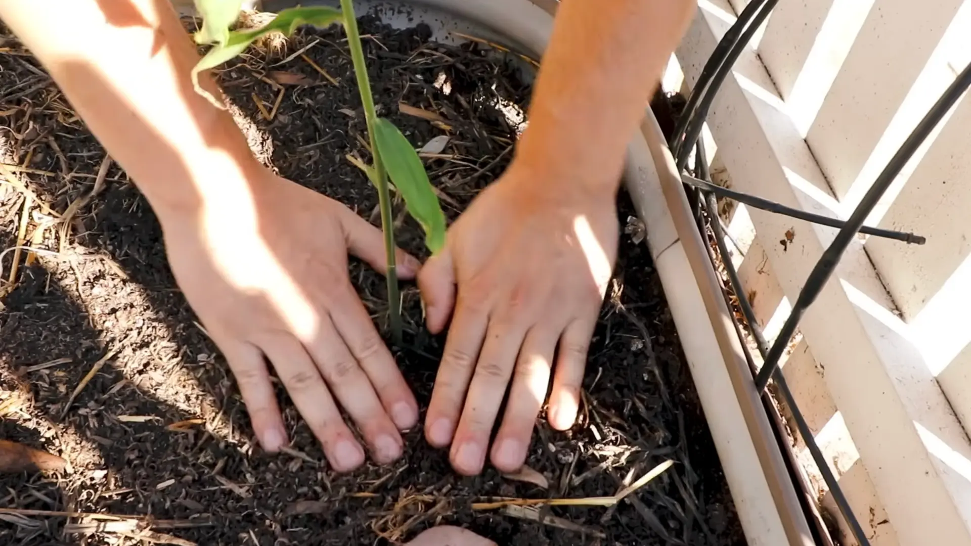 a person holds a bowl filled with freshly harvested, cleaned ginger root pieces today