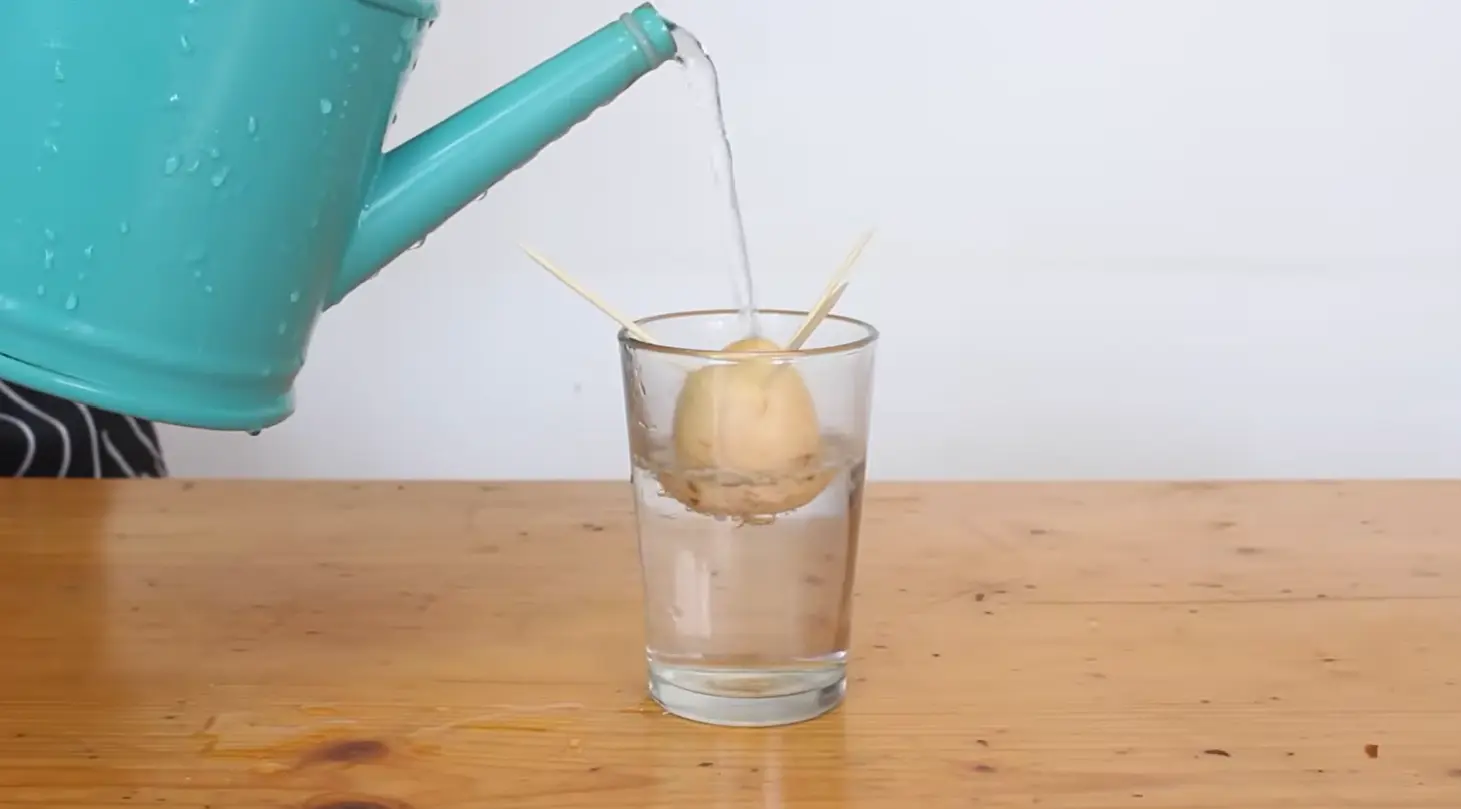 avocado seed suspended over water with toothpicks to begin germination
