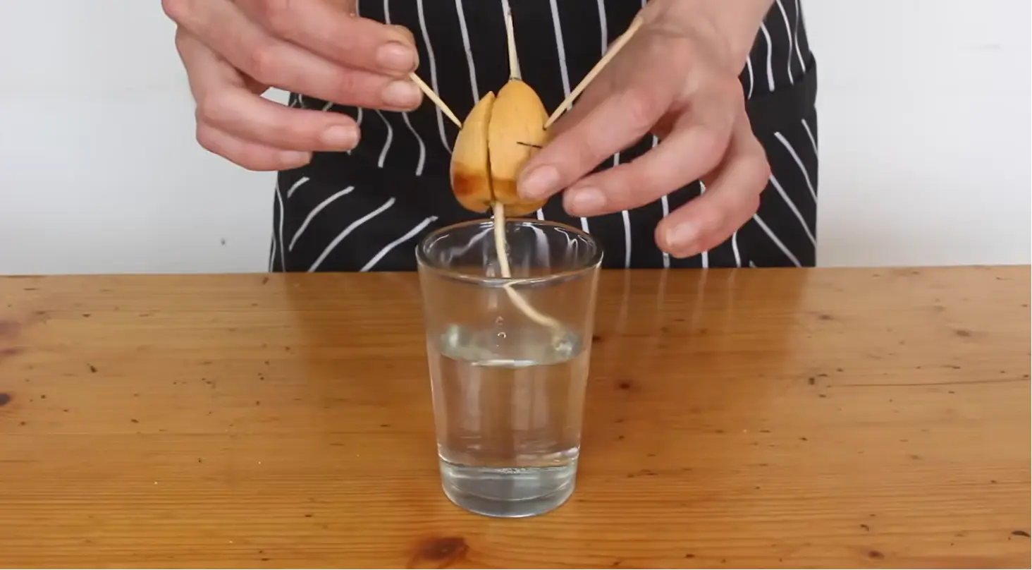 avocado seed with healthy roots and green sprout growing in water