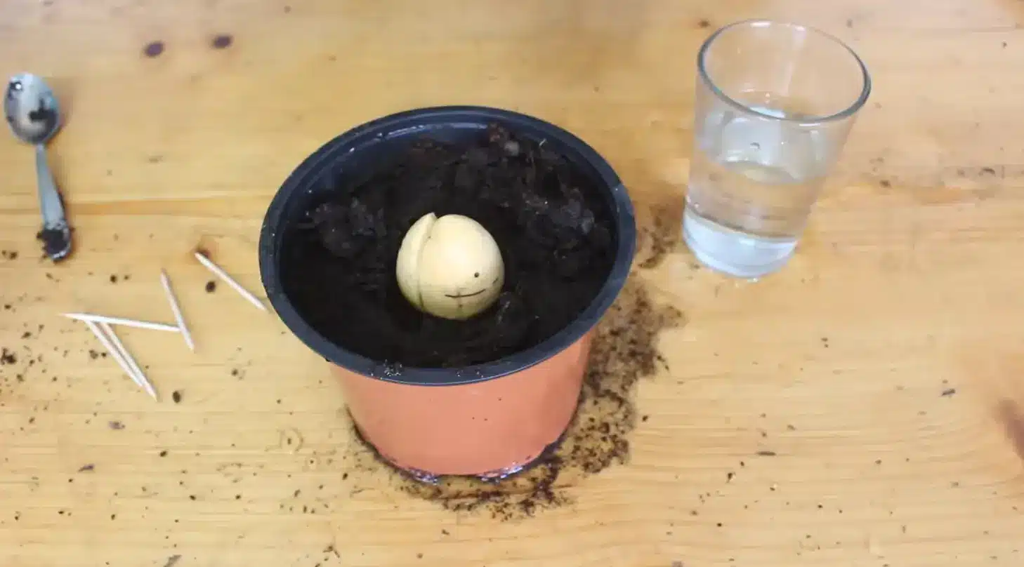 sprouted avocado seed being transplanted into a pot filled with fresh soil