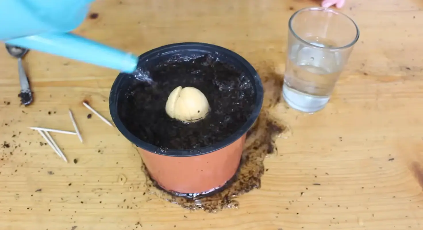 watering freshly planted avocado seed in a pot with well-draining soil