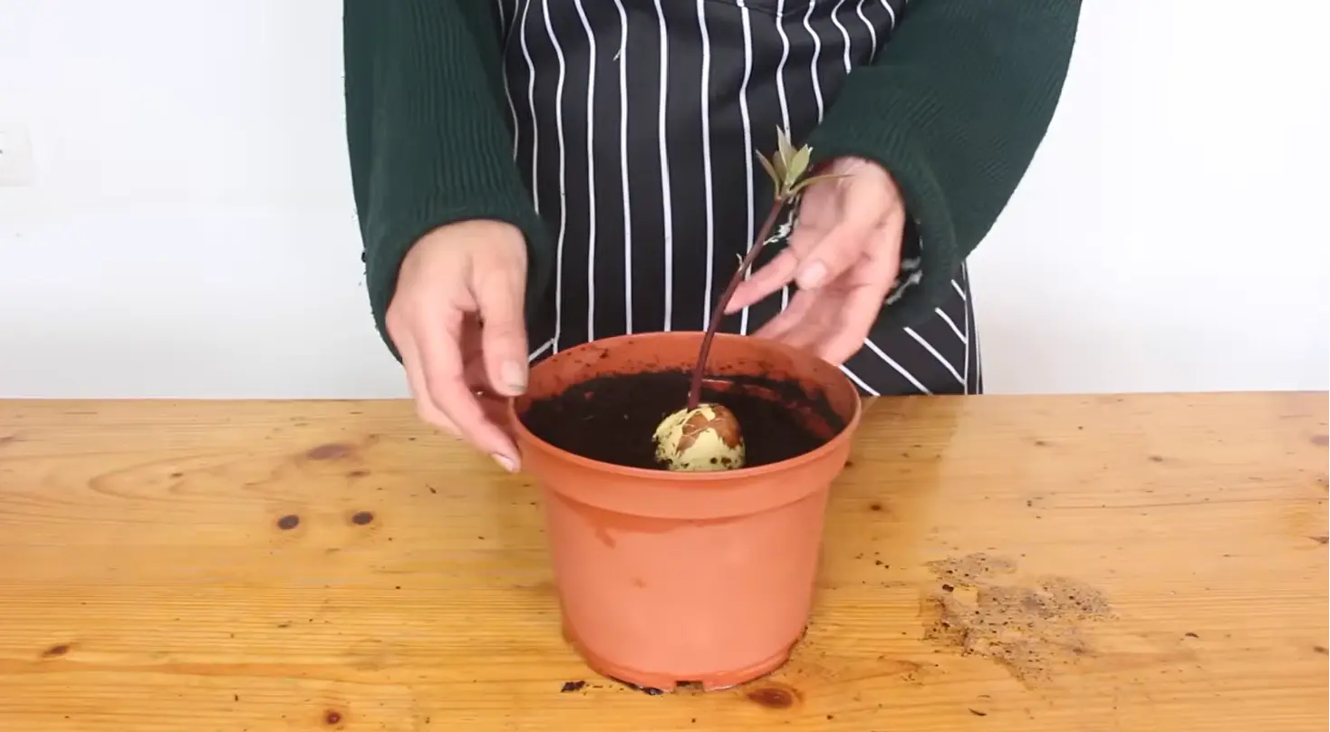 pruning the top of a young avocado plant to encourage fuller growth