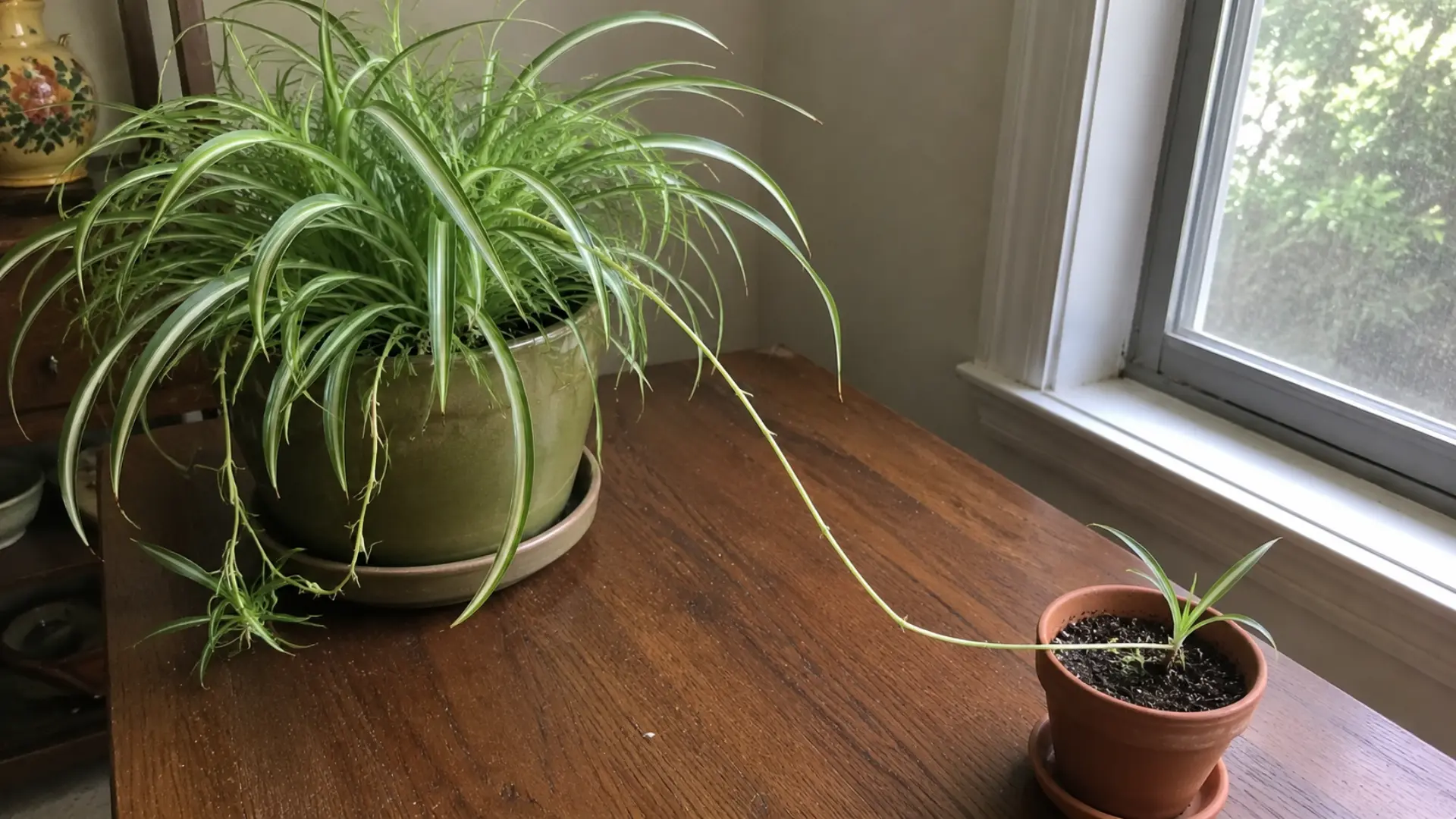 spider plant runner reaching from the mother plant into a nearby pot of soil