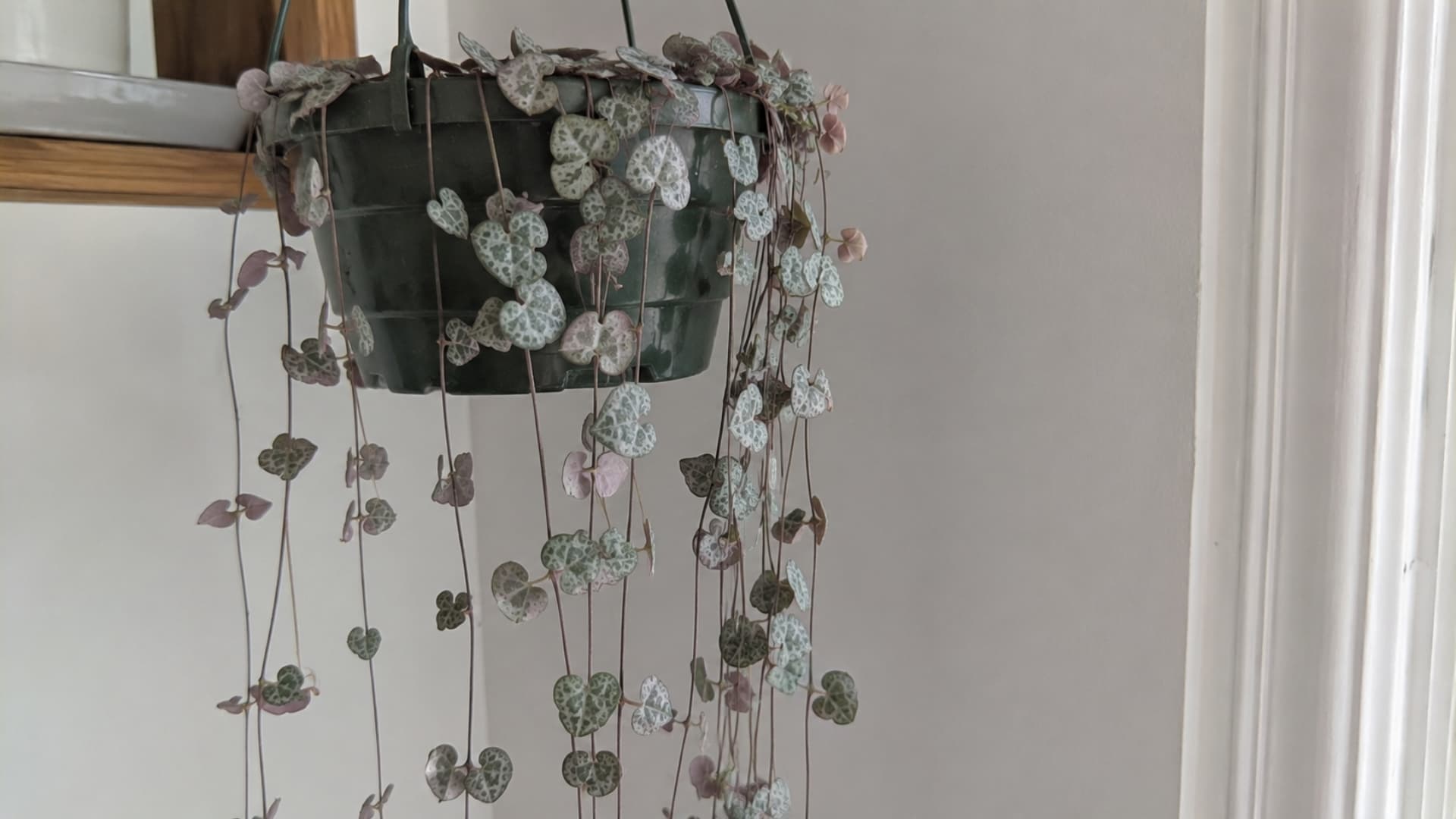 string of hearts trailing from a small pot with tiny heart shaped leaves