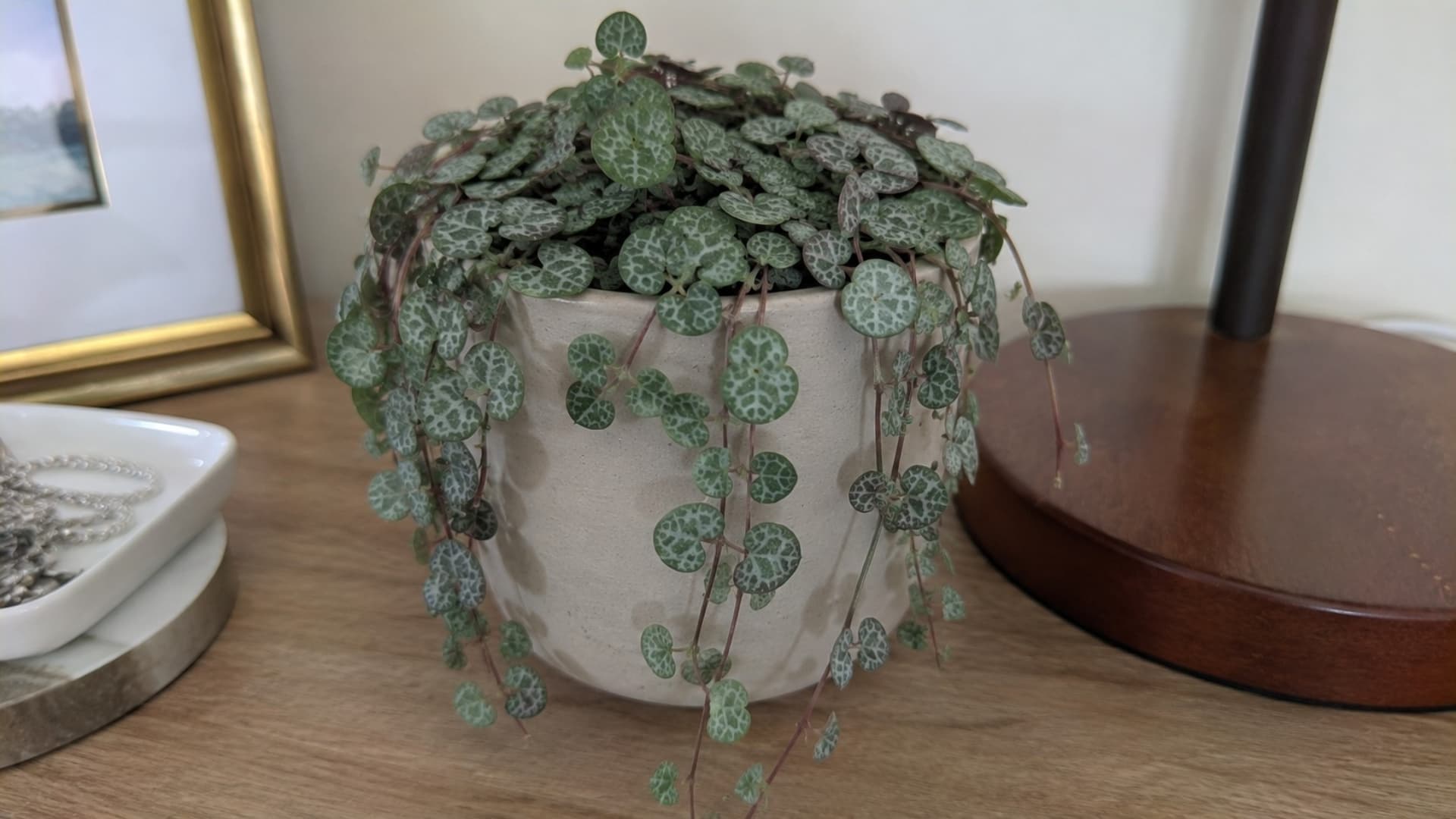 string of turtles plant in a small desk pot with turtle shell patterned leaves