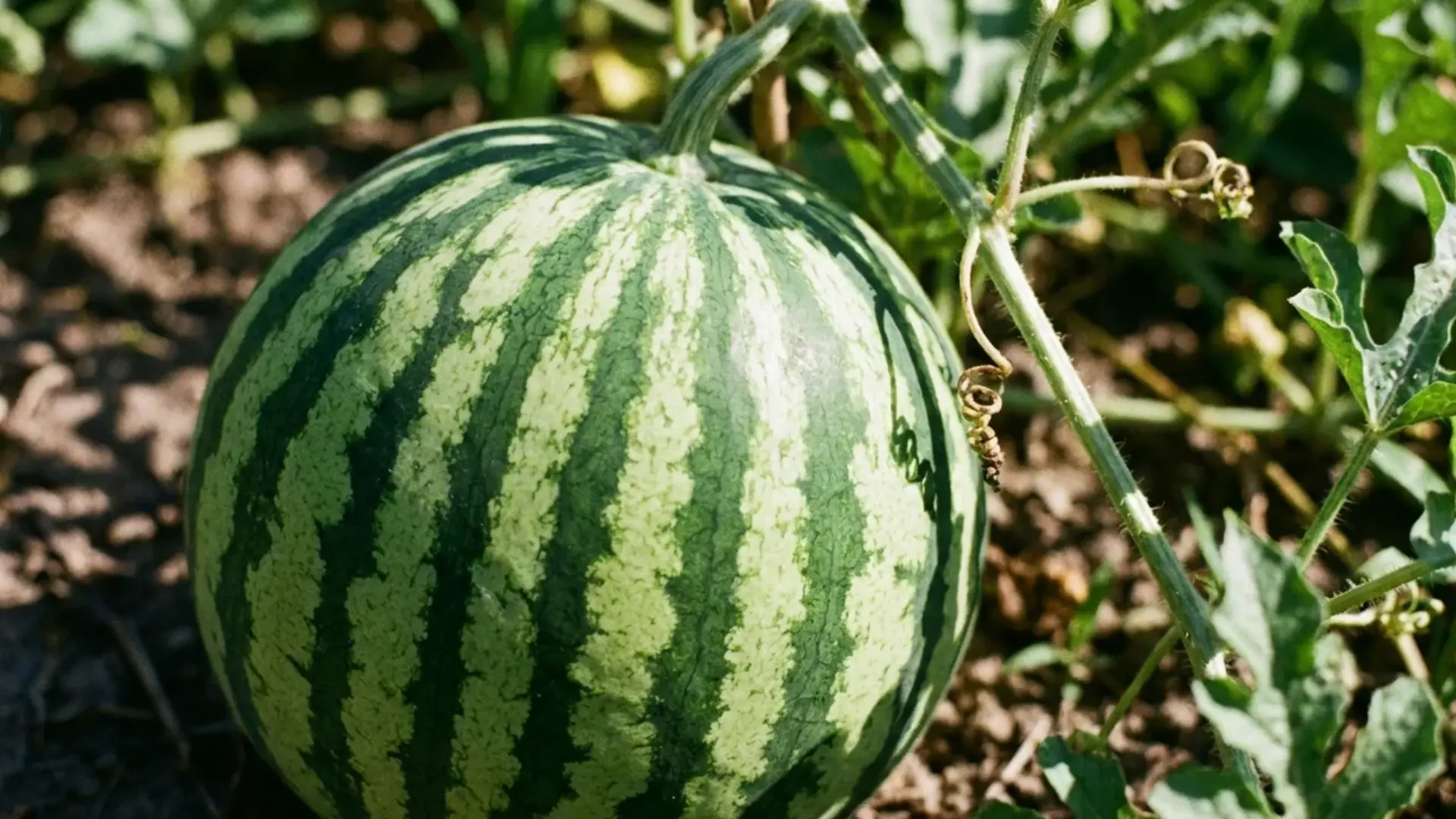watermelon rind showing sharp light and dark green stripe contrast
