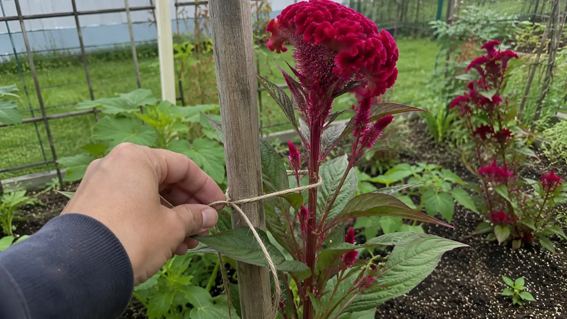 wooden stake tied with twine to tall cockscomb celosia stem in garden