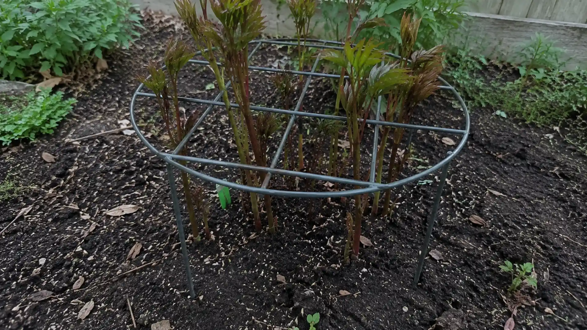 metal peony ring support around young peony plant stems