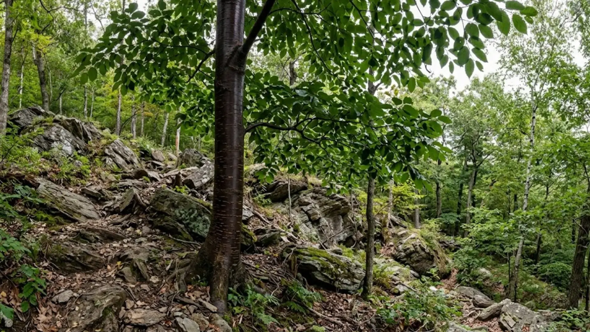 all dark reddish brown birch trunk standing on a rocky wooded old hillside slope covered in fallen green leaves