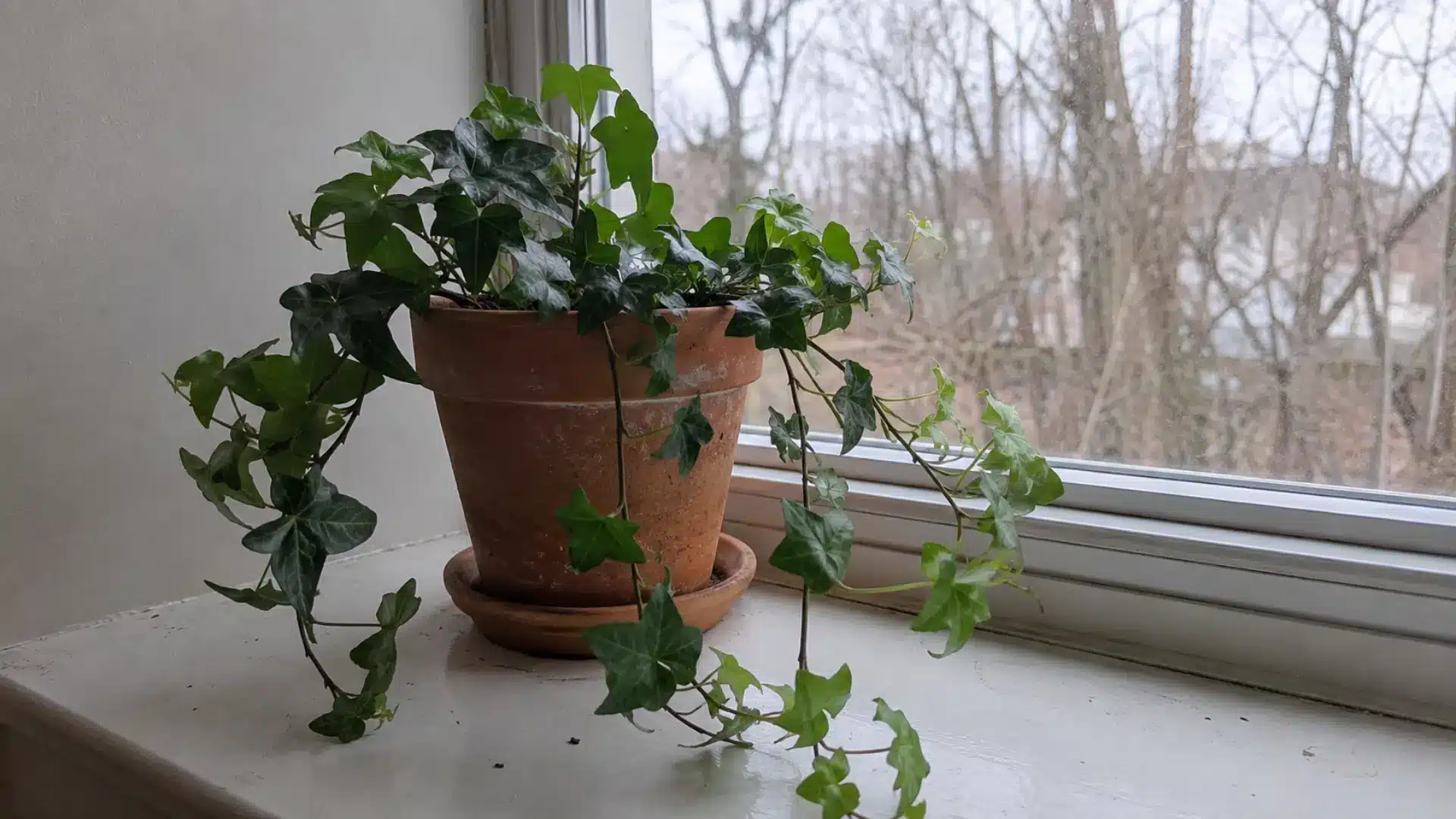 english ivy trailing from terracotta pot on windowsill known for reducing airborne mold