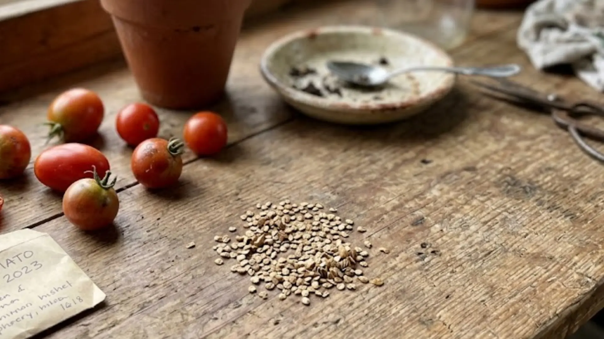 dried tomato seeds piled on a wooden table next to an open seed packet and gardening gloves